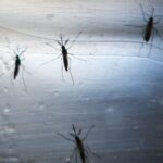 Nemački mediji šire paniku o "novoj" tropskoj bolesti