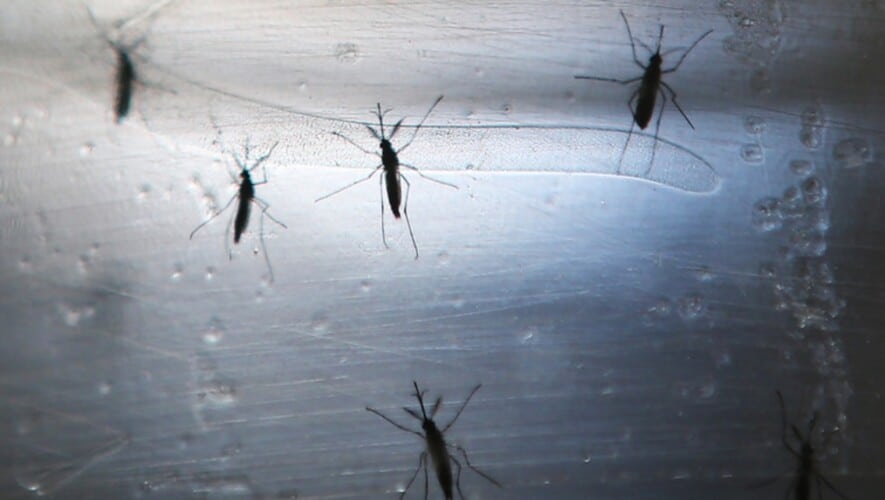 Nemački mediji šire paniku o "novoj" tropskoj bolesti