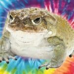 HIT! UPRAVA PARKOVA u Americi poziva posetioce da ne ližu PSIHODELIČNE ŽABE