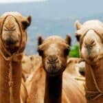 Mejnstrim mediji: Stiže "KAMILJI GRIP" - Savetuju izbegavanje pijaca