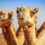 U Velikoj Britaniji nadležni stvaraju frku zbog KAMILJEG GRIPA