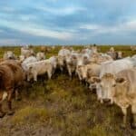 Zaboravite naftu! Sada dolaze da unište krave