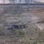 U Pirotu pronađeno telo muškarca u blizini prevrnutog vagona