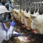 Mađarska: Na farmi ćuraka se pojavio visoko patogeni virus ptičjeg gripa H5N1