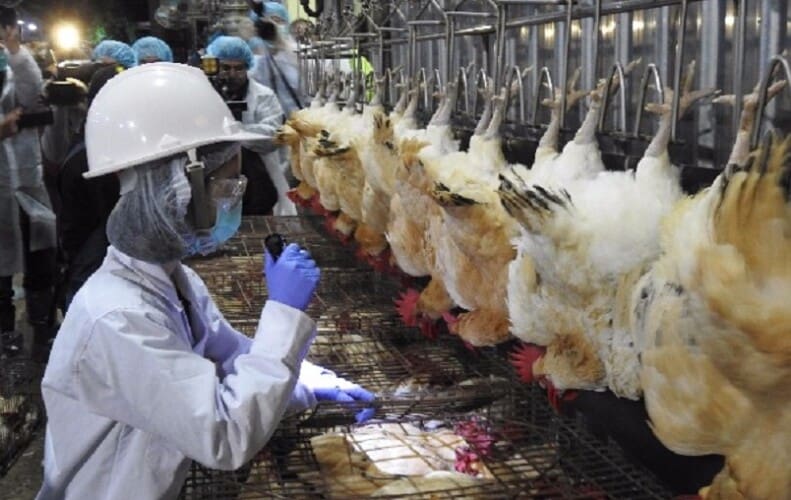  Mađarska: Na farmi ćuraka se pojavio visoko patogeni virus ptičjeg gripa H5N1