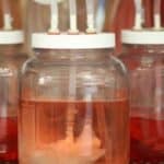 Bioinženjering organa za transplantaciju: Proces pretvaranja svinjske jetre u ljudsku