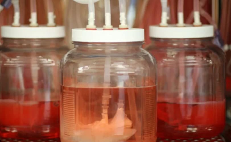  Bioinženjering organa za transplantaciju: Proces pretvaranja svinjske jetre u ljudsku