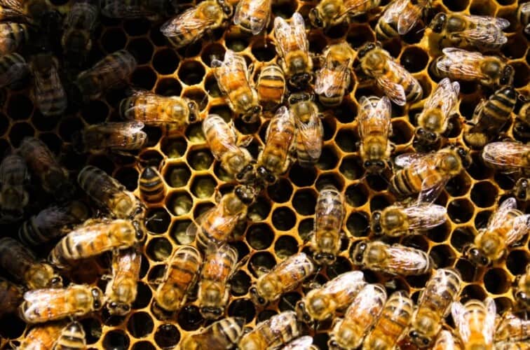  AMERIKA: Odobrena eksperimentalna vakcina za PČELE