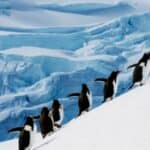 KLIMATSKA AGENDA nema utemeljenje: Naučnici zbunjeni nakon što su otkrili da se Antarktik nije zagrejao više od 70 godina