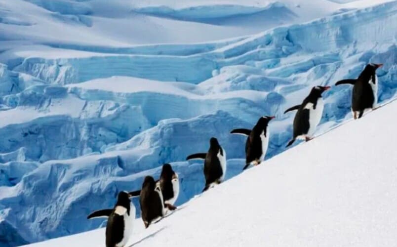  KLIMATSKA AGENDA nema utemeljenje: Naučnici zbunjeni nakon što su otkrili da se Antarktik nije zagrejao više od 70 godina