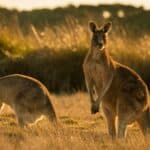 Pravi primer HISTERIJE! U Australiji danas tenis mogu da igraju i zaraženi, do juče je vladala TIRANIJA