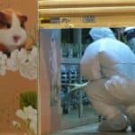 HONG KONG ukida zabranu kućnih ljubimaca KOJU SU uveli zbog COVID-a! Ostaje na snazi PCR testiranje hrčaka