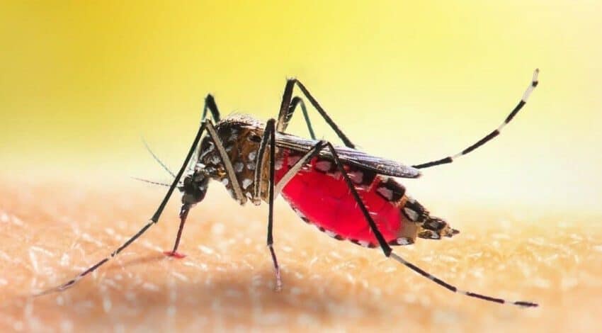  Novo upozorenje “stručnjaka”- U Australiji se pojavili komarci koji nose smrtonosnu bolest