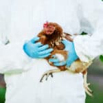 Češke vlasti će uništiti 750.000 kokošaka zbog ptičjeg gripa