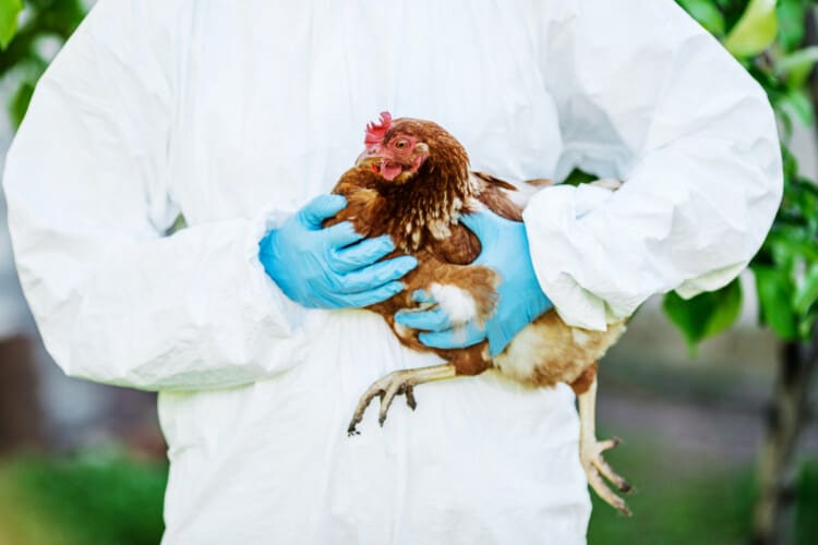  Češke vlasti će uništiti 750.000 kokošaka zbog ptičjeg gripa