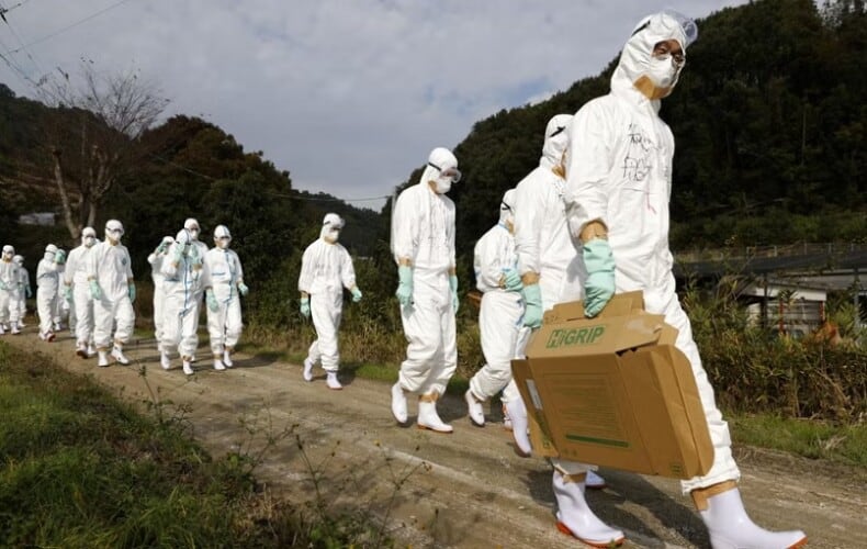  Rekordno uništavanje živine u Japanu! Uništili skoro 10 miliona zbog ptičjeg gripa