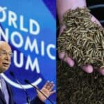 Istraživači podržavaju Svetski Ekonomski Forum: Masovna konzumacija crva i buba će "spasiti planetu"