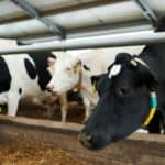 mRNA vakcine za stoku i kućne ljubimce su već tu