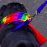 Bolesno! Zvezda OnlyFansa otkrila da je Transkanin! Zoofili traže da se njihovo "opredeljenje" i slovo Z doda na LGBTQI+