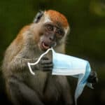 MEDIJI optužuju Ilona Maska da je kroz implante Neuralinka pustio opasne patogene iz mozga životinja