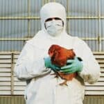 Medicinski zvaničnici iz EU i SAD pozivaju na međunarodnu akciju zbog ŠIRENJA PTIČJEG GRIPA