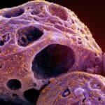 Srećan "krakendan"! Mediji javljaju: Kraken stigao u Srbiju