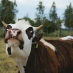 "Ma slučajnost"! Preti pucanje izvoza govedine jer je u Brazilu otkrivena bolest ludih krava