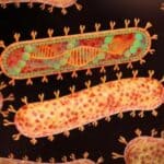 Posle najave pandemije PTIČJEG GRIPA, SZO potvrdio izbijanje Marburg virusa