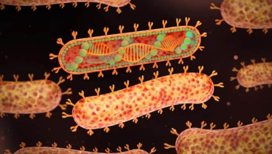 Posle najave pandemije PTIČJEG GRIPA, SZO potvrdio izbijanje Marburg virusa