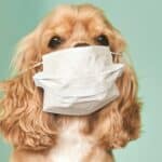 Udar na ljubimce i nova vakcinacija! U Americi prijavljena epidemija "Psećeg gripa"