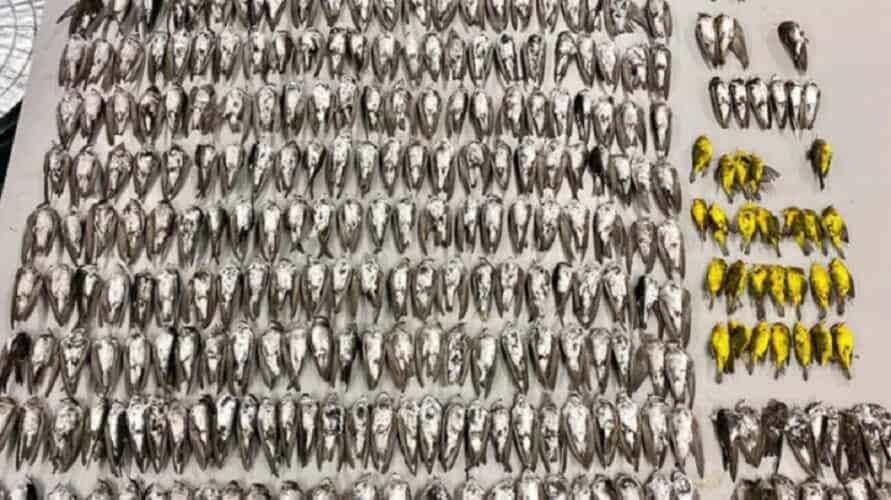 Ohajo: Jata mrtvih ptica na čak 600 km od mesta gde su voz sa toksičnim hemikalijama prevrnuo