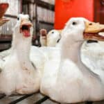 Sledi li nova histerija?! SZO podiže UZBUNU zbog ptičjeg gripa