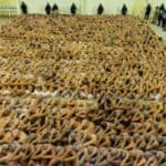 Zavirite u ovaj MASIVNI zatvor koji je sada dom za 40.000 članova bandi u Salvadoru (VIDEO)