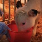 Kina klonirala "super krave" kako bi unapredila mlečnu industriju