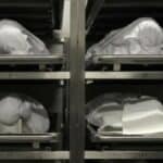 Podaci otkrivaju: 100% smrtnih slučajeva od COVID-a u Kanadi uzrokovano mRNK vakcinama