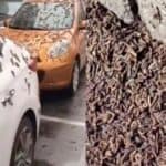 U KINI "kiša crva"! Stanovnici Pekinga uplašeni jer crvi padaju sa neba (VIDEO)