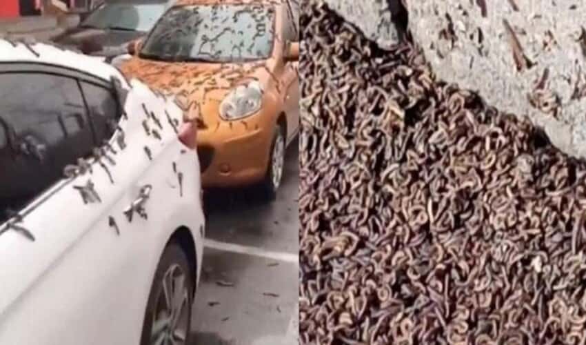  U KINI “kiša crva”! Stanovnici Pekinga uplašeni jer crvi padaju sa neba (VIDEO)