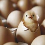 JAJA u Srbiji poskupela više nego u EU