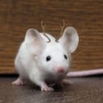 Mini rogovi jelena na glavi miša- Naučnici ubacili genom jelena u genom miša (FOTO)