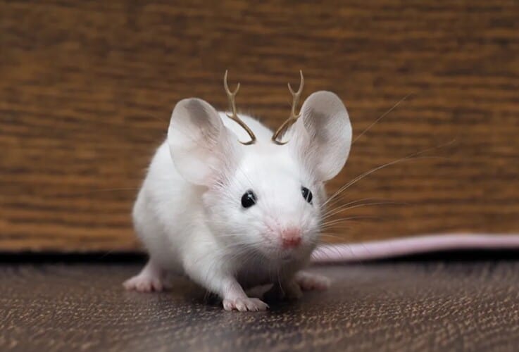  Mini rogovi jelena na glavi miša- Naučnici ubacili genom jelena u genom miša (FOTO)