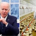 Bajden najavljuje plan za ubrizgavanje mRNK injekcija Bila Gejtsa u milione kokošaka