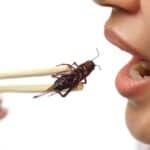 Amerikanci će prvi početi da jedu bube