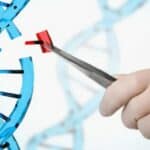 Uzgajanje i prodaja genetski uređene hrane legalizovani u Engleskoj