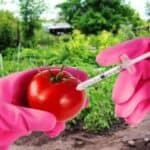 U Engleskoj legalizovana komercijalna prodaja genetski modifikovane hrane