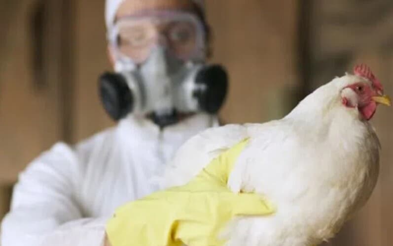  Pandemija 2.0: Priprema se nova mRNK vakcina, sada protiv Ptičjeg gripa