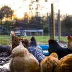 Velika Britanija će zahtevati od svih koji imaju kokoške da ih registruju