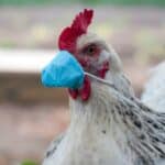 Ptičiji grip u vestima – ponovo