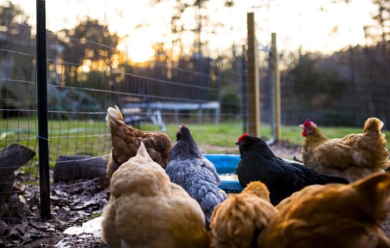  Velika Britanija će zahtevati od svih ljudi koji imaju kokoške u dvorištu da IH REGISTRUJU