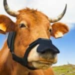 HIT! Bil Gejts najavljuje grant od 4,7 miliona dolara za kompaniju koja prodaje maske za krave