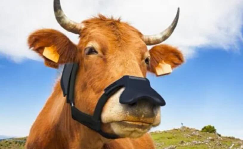  HIT! Bil Gejts najavljuje grant od 4,7 miliona dolara za kompaniju koja prodaje maske za krave